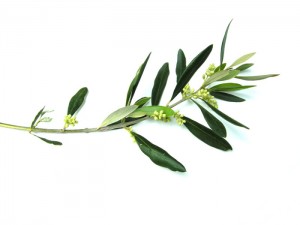 olive_branch