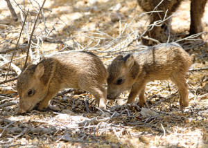 Baby Javelina