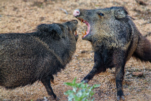 Vicious Fighting